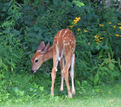 sparitual-deer-nail-art-polka-dot-inspiration