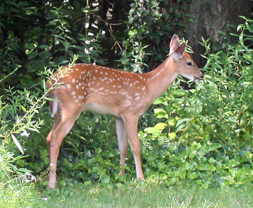 sparitual-deer-polka-dot-nail-art-inspiration