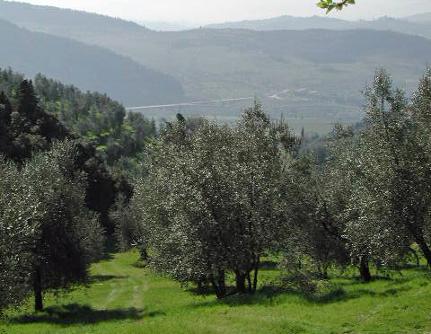 Tuscany Olive Trees