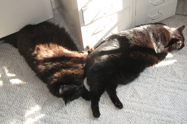 loki-ren-sunbathing